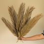 dried palm leaves stem set of 5 main lifestyle