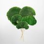 dried mushroom green set of 8 white background