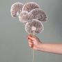 Dried Mushroom Magical White Set Of 8 White Background 2