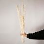 Natural dried cream stems displayed on a white background showcasing their long textured botanical look ideal for vase decor and home styling.