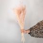 Hand holding peach dried grass stems against a white background highlighting their soft feathery texture ideal for vase styling and warm cozy home decor.