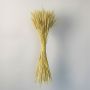 dried wheat grass poly yellow white background