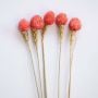 Strawberry Fruit - Pink