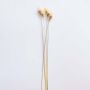 Beige dried flower stem displayed on a clean white background ideal for simple natural modern home styling.