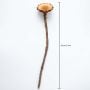 Dried Natural African Sunflowers - Brown