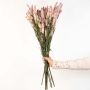 Dried flower arrangement with soft pink stems held by hand displayed against a clean white background creating a delicate natural décor accent ideal for warm modern and minimal interior styling.