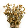 Globosa Dried Flower White Lifestyle