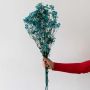 Vibrant turquoise dried gypsophila flowers styled in modern white ceramic vase on white background lifestyle decor.