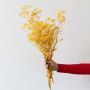 Yellow dried gypsophila stems displayed in white ceramic vase against plain white background home decor accent.