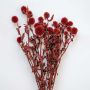 Detailed closeup of red dried globe thistle flower stems showing textured spiky blooms on white background decor accent.