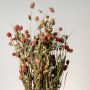 Closeup view of red dried flowers with natural stems and textured petals perfect for rustic home decoration styling.