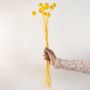 Set of yellow dried flowers with natural stems displayed on white background rustic floral arrangement for home decor.