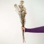 Brown dried gypsophila bouquet preserved natural flowers lifestyle arrangement on clean white background.