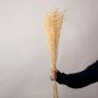 Natural beige dried stems held in hand against a soft white background creating a rustic botanical decor accent with tall slender textured sprigs.