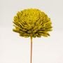 Sola Flower Set Of 5 - Lemon Green