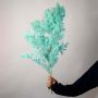Dried Fern Asparagus - Tiffany Blue