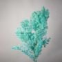 Dried Fern Asparagus - Tiffany Blue
