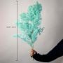 Dried Fern Asparagus - Tiffany Blue