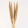 Babla Grass Set of 5 - Natural