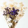 Dried Don't Forget Me - Cotton Stems Mix Bouquet Closeup