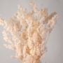 Dried Fern Asparagus - Pink
