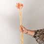 Phalaris Dried Grass - Pink