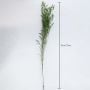 Preserved Limonium Grass - Green