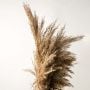 Small Pampas Grass - Natural Brown