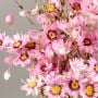 Small Daisy - Pink