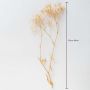 Preserved Babysbreath Dried Flower - Off-white