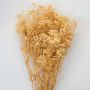 Preserved Babysbreath Dried Flower - Off-white