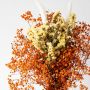 Preserved Babysbreath Multicolor Dried Flower Bouquet Closeup