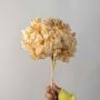 Preserved Hydrangea - Peach Closeup