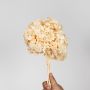 Preserved off white hydrangea flower with soft clustered petals displayed on a clean white background ideal for vase styling shelf decor and modern interior accents.