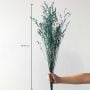 Preserved Limonium Grass - Blue