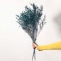 Preserved Limonium Grass - Blue