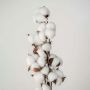 Soft Cotton Balls - White