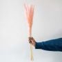 Small Pampas Grass - Light Pink