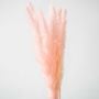 Small Pampas Grass - Light Pink