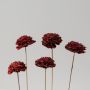 Sola Flower Set Of 5 - Red