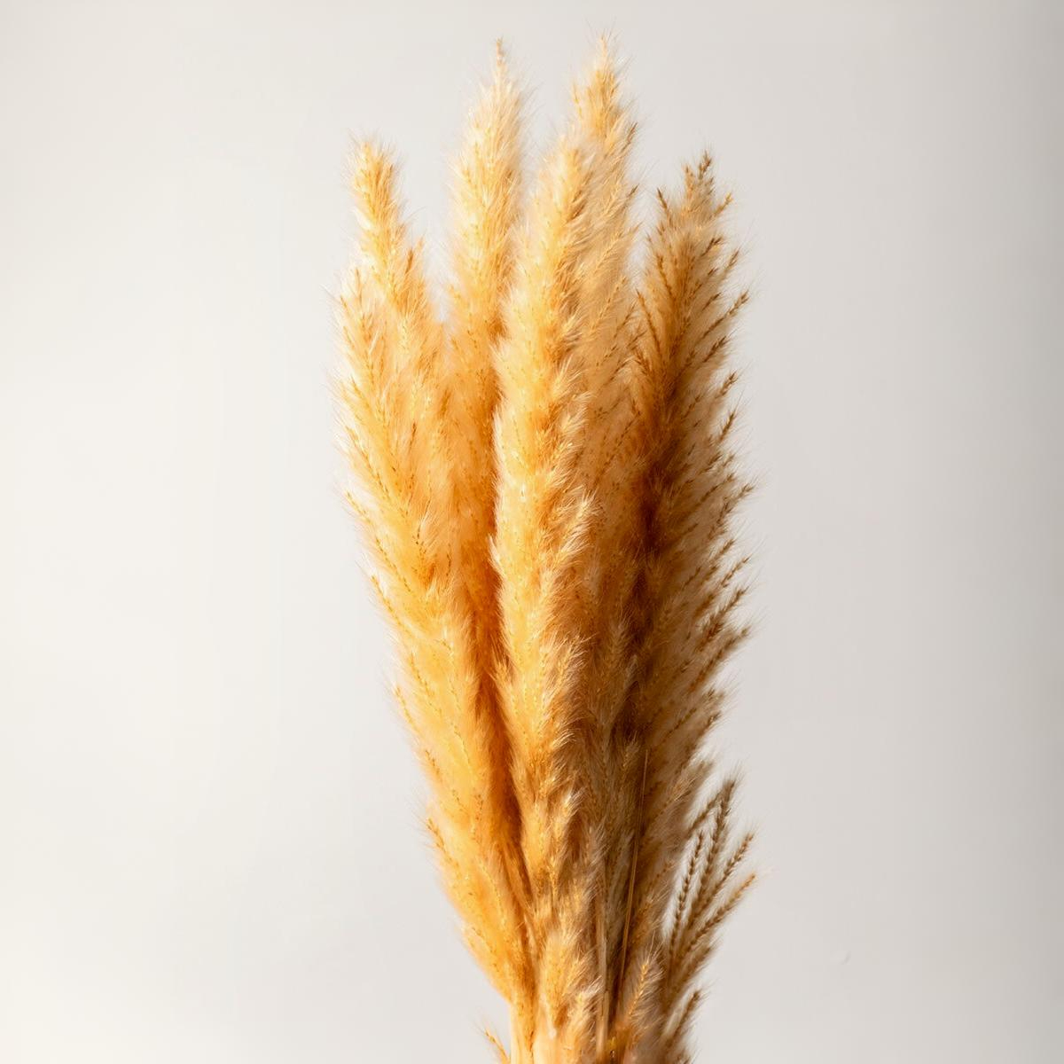 dried pampas grass small beige