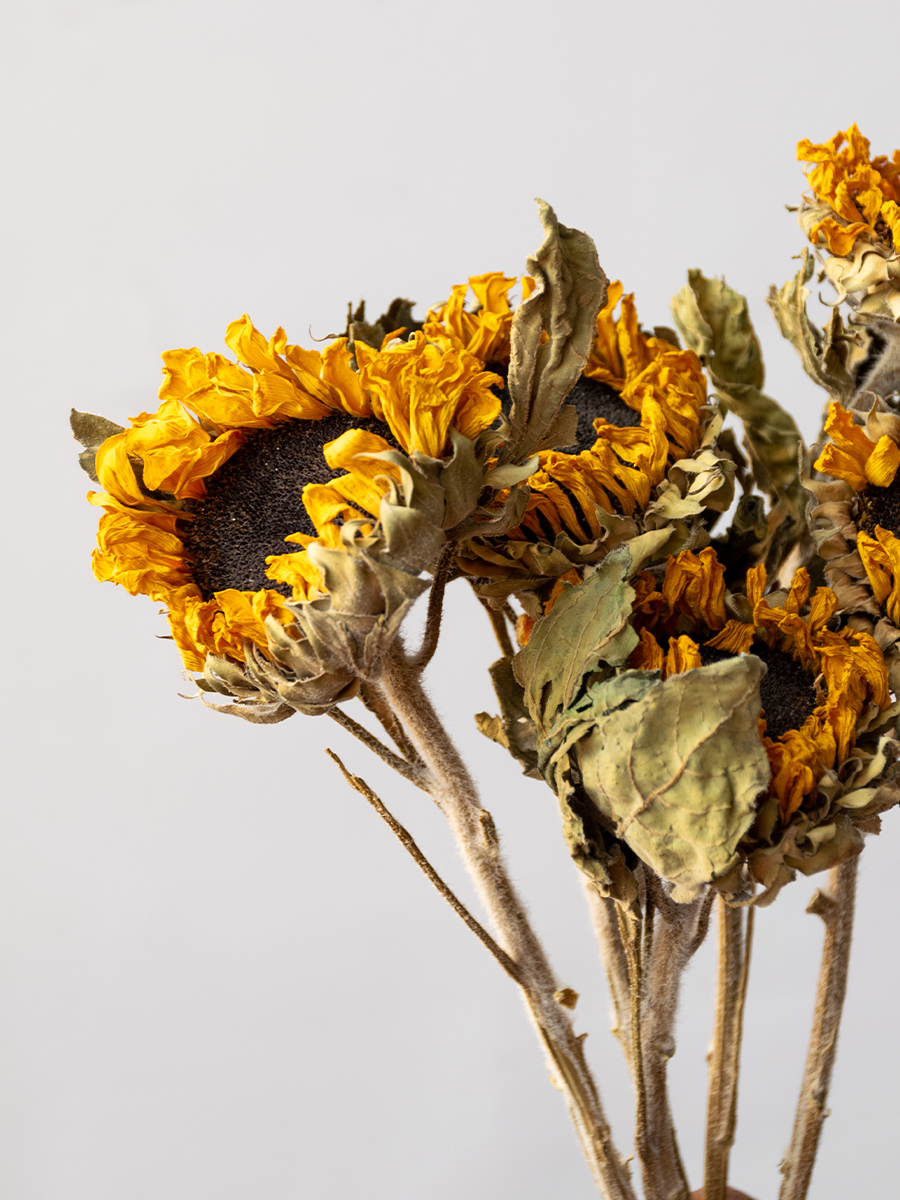 dried-flowes