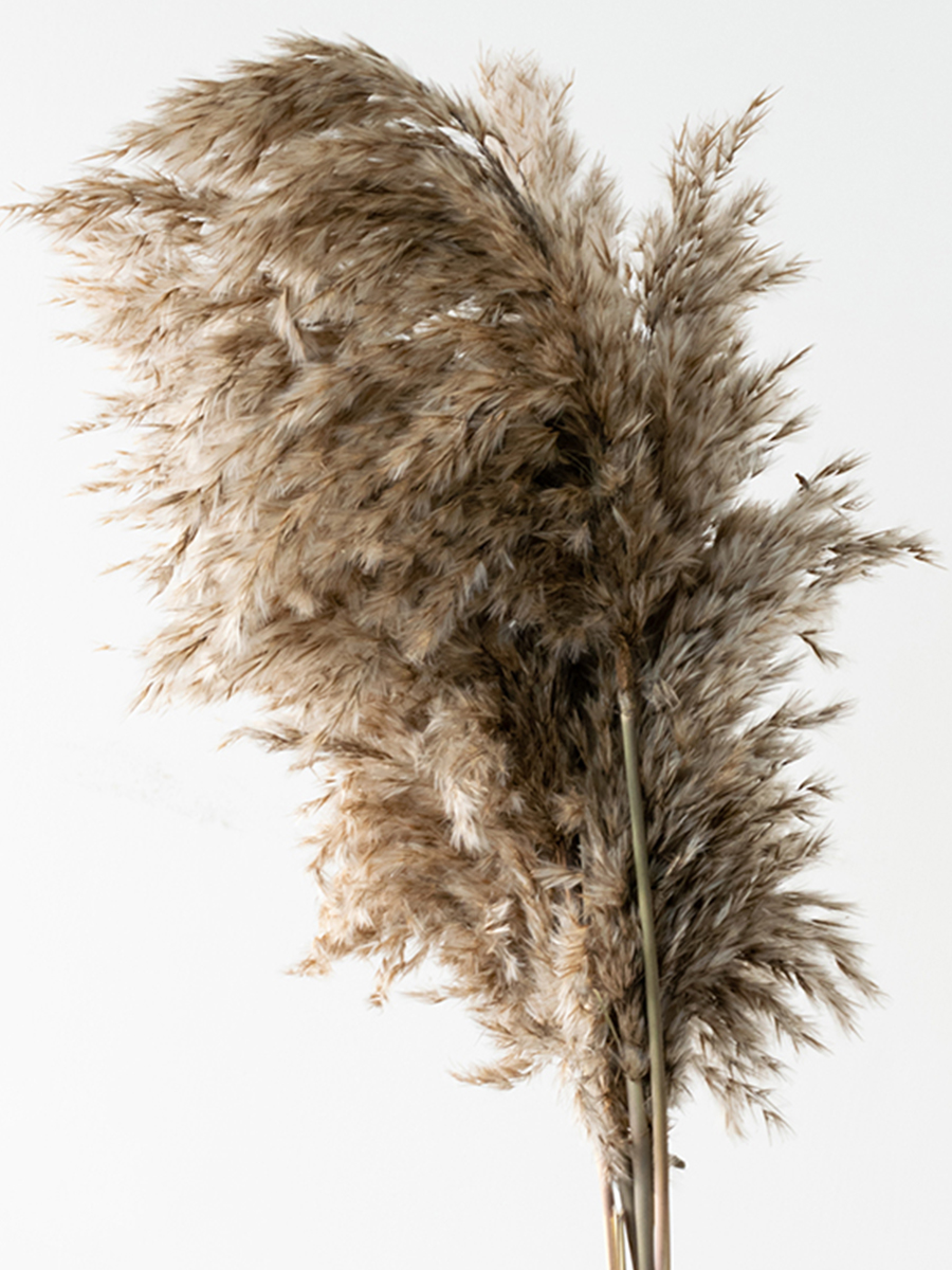 pampas