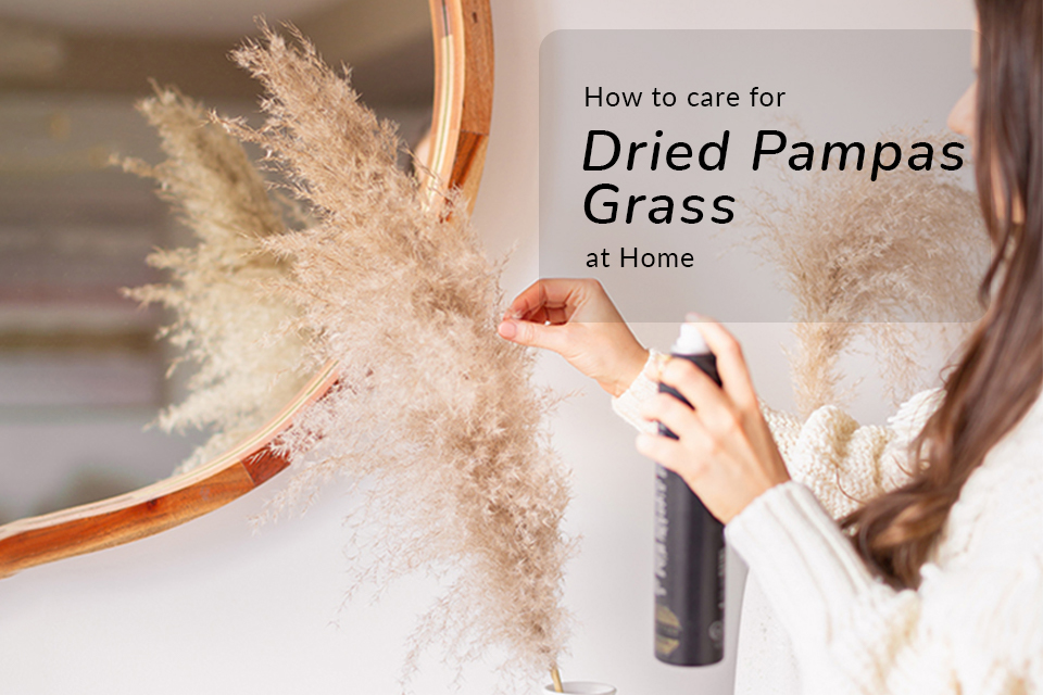 How To Care For Dried Pampas Grass At Home