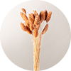 Dried Grasses