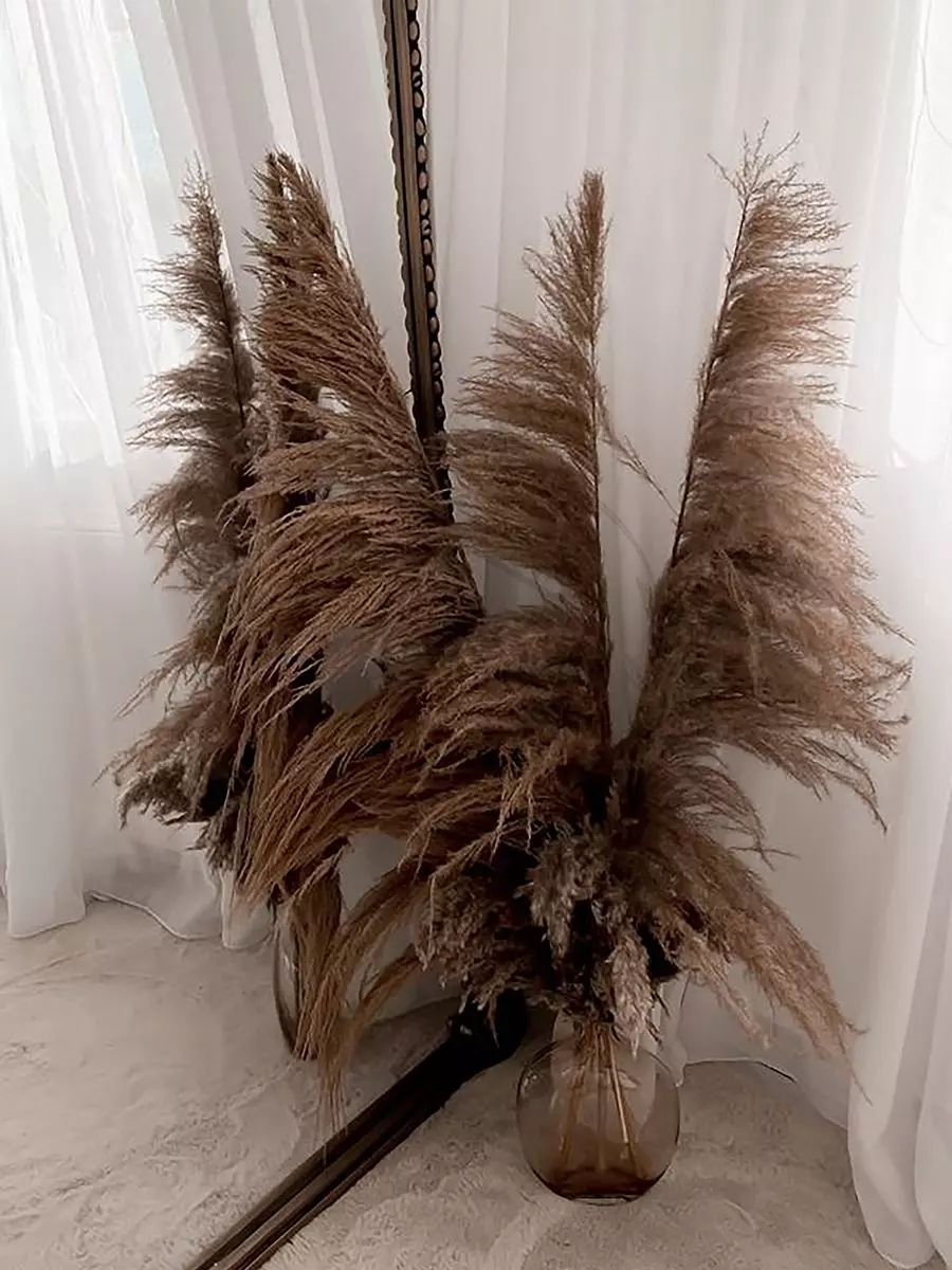 dried pampas grass