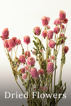 dried flowers