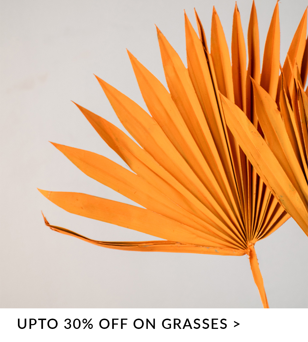 grasses