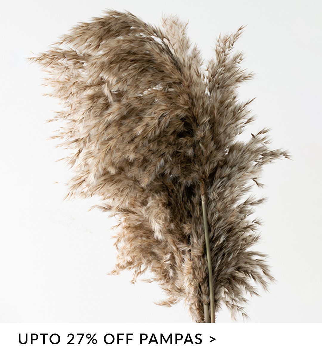 pampas